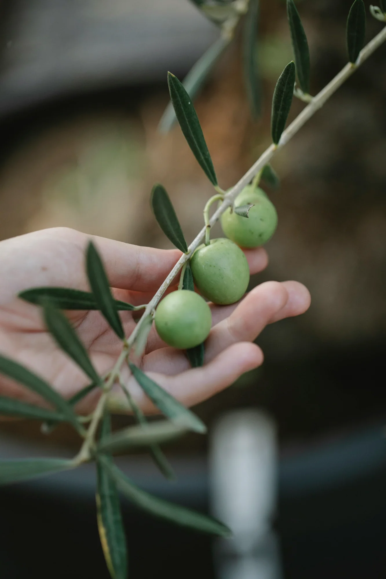 Zeytin Zararlıları ve Hastalıkları Kimyasal Mücadele Yöntemleri ve Uygulama Kılavuzu
